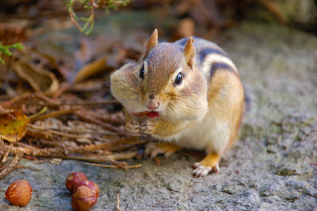 écureuil en train de manger des noisettes