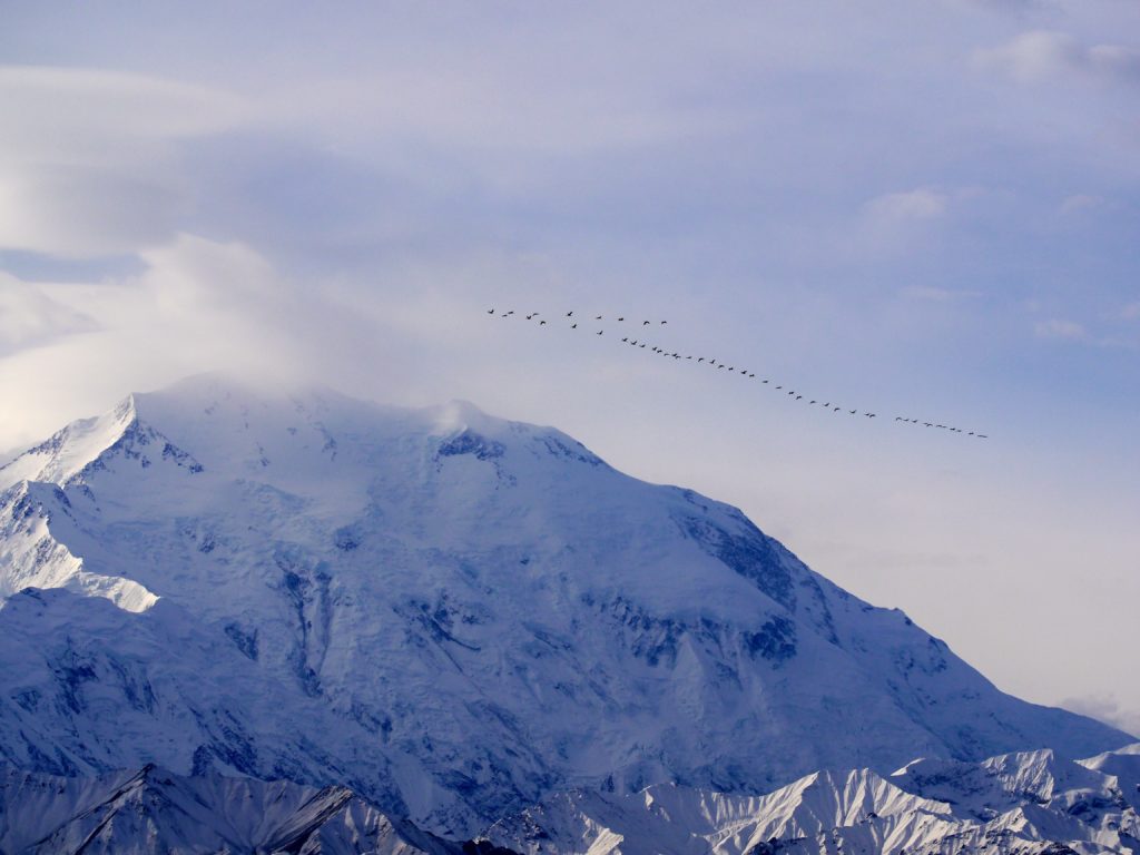 migration oiseaux ta reelle motivation a trouver ta vocation