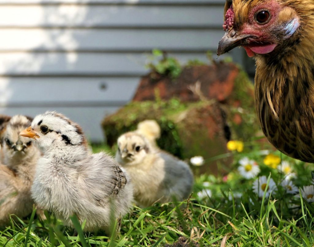 poule et poussins